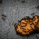 5 Natural, Kid-Friendly Ways to Get Rid of Ants