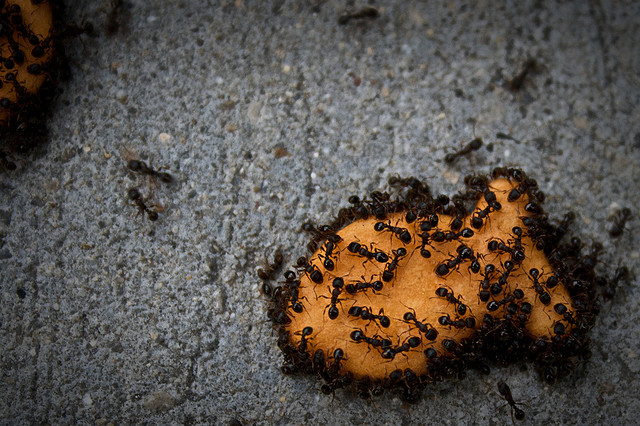 5 Natural, Kid-Friendly Ways to Get Rid of Ants