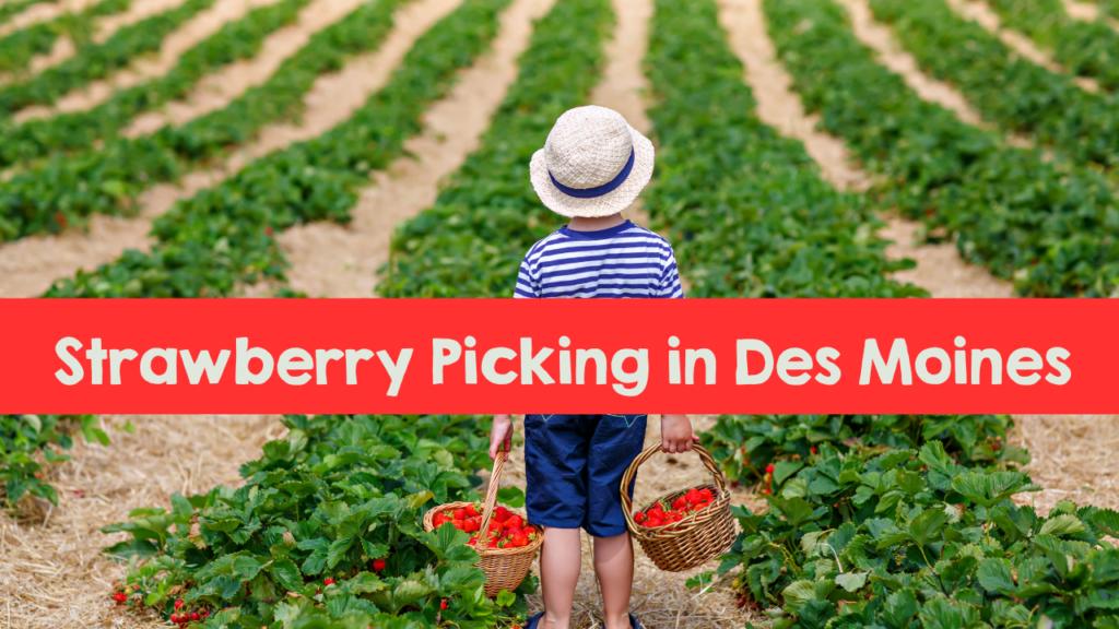 Strawberry picking, Des Moines, Iowa. Pick your own produce