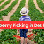 Strawberry picking, Des Moines, Iowa. Pick your own produce