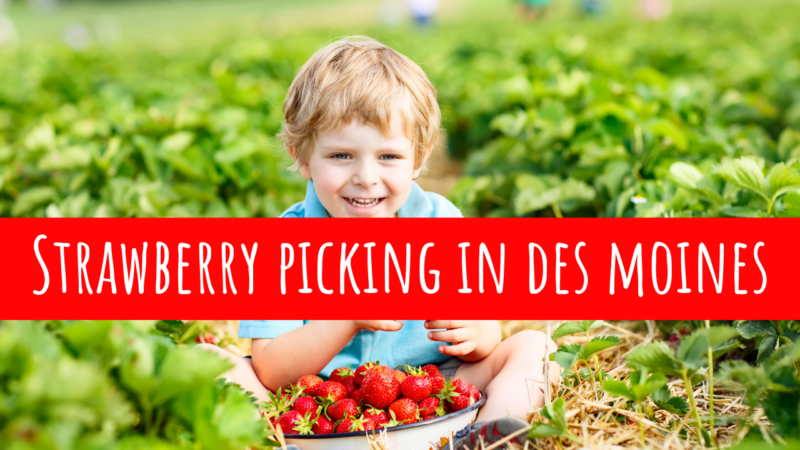 Strawberry Picking in Des Moines