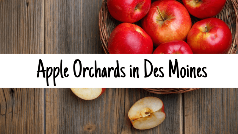apple picking, apple orchards, Des Moines, Iowa
