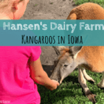 Hansen’s Dairy Farm |  Kangaroos in Iowa