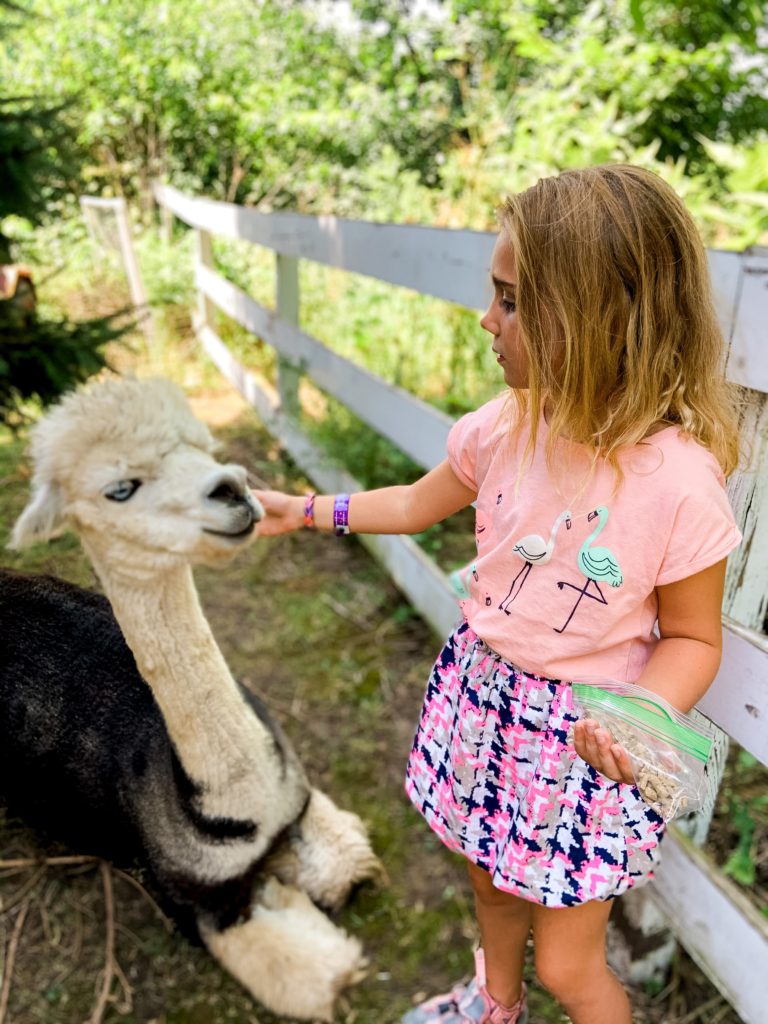 animals, Des Moines, Iowa, animal encounters, goats, alpacas, cats