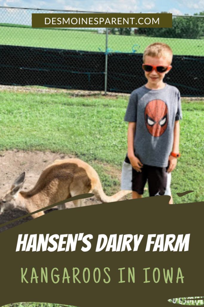 Hansen's Dairy Farm, Kangaroos, Iowa, Travel Iowa, Hudson, Cows