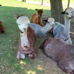 Rusty Stars Alpaca Farm, Winterset, Iowa, Madison County, things to do, Alpaca farm