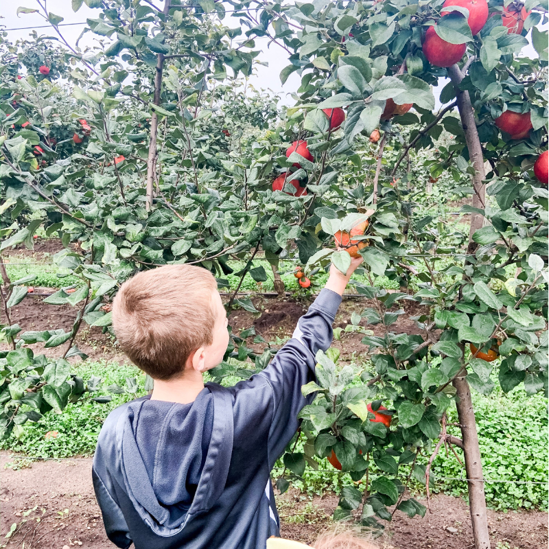 Young boy picking an apple from a tree.