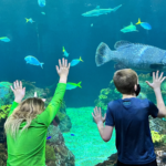 Aquariums in the Midwest, Midwest, Iowa, Aquariums, travel, St. Louis Aquarium, Shedd Aquarium