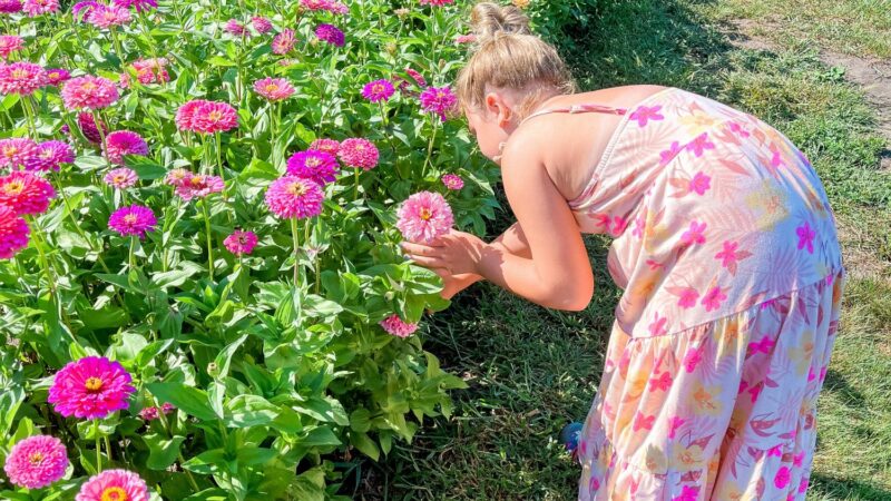 Des Moines, flower farms, flowers in Des Moines, sunflowers, u-pick flowers