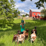 The Country Experience, farm stay, summer camp