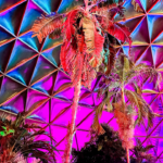 Beat the Winter Blues at the Greater Des Moines Botanical Garden