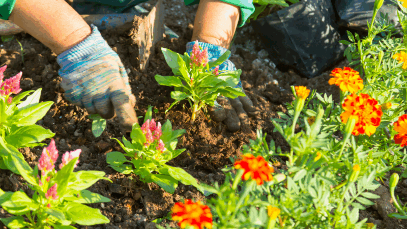 Des Moines Gardening Classes and Education Resources