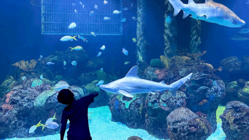 Johnny Morris Wonders of Wildlife National Museum and Aquarium, Branson, Missouri, Travel