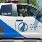 dog training, dog friendly
