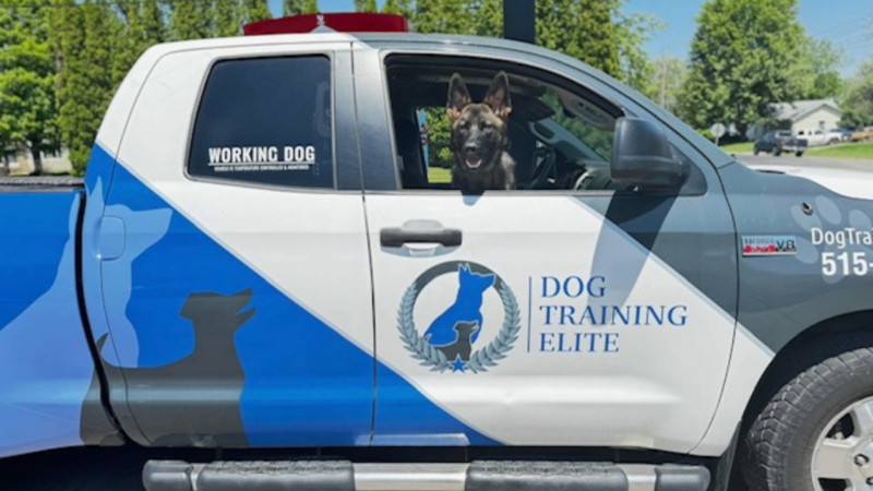 dog training, dog friendly
